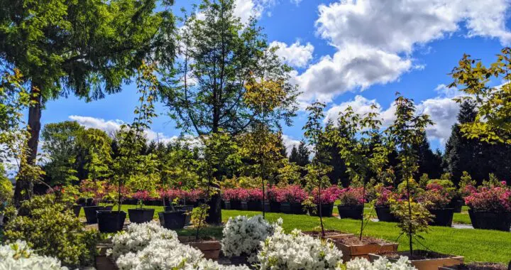 Spring Unlocks The Flowers... 338676364 938022467614769 8989417996311318272 N