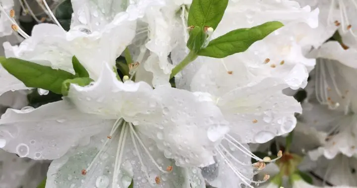 Spring Celebration 4 Spring Celebration 341783881 207600678648506 7184200469959941171 N