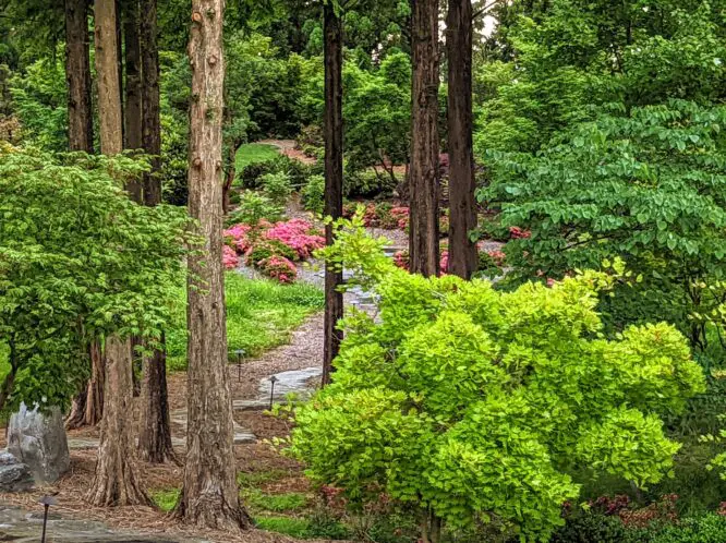 GARDEN TRANSFORMATION: PLANT TREES FIRST!_featured_image