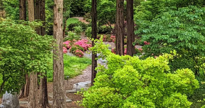 Garden Transformation: Plant Trees First! 5 Garden Transformation: Plant Trees First! Pickme