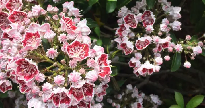 Did You Know . . . 341759137 987375549095187 3680547706394473410 N