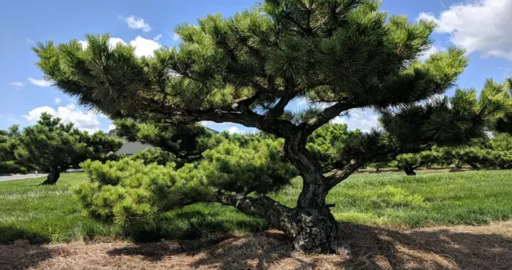 Allow Me To Introduce The Japanese Black Pine . . . . 5 Allow Me To Introduce The Japanese Black Pine . . . . 342553478 647895997105415 5366352124205351807 N
