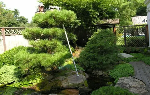 The Priorities Of Good Pruning (Part 3) 353362483 957188251903555 6444012364026207094 N