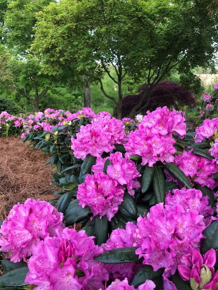 Low-Maintenance Gardens 12 A Lush Garden With Vibrant Pink Rhododendron Flowers In Full Bloom. The Flowers Are Surrounded By Green Foliage And Tall Trees, Creating A Serene, Picturesque Scene. Brown Mulch Is Visible On The Ground. The Background Shows A Mix Of Green And Purple-Leaved Trees.