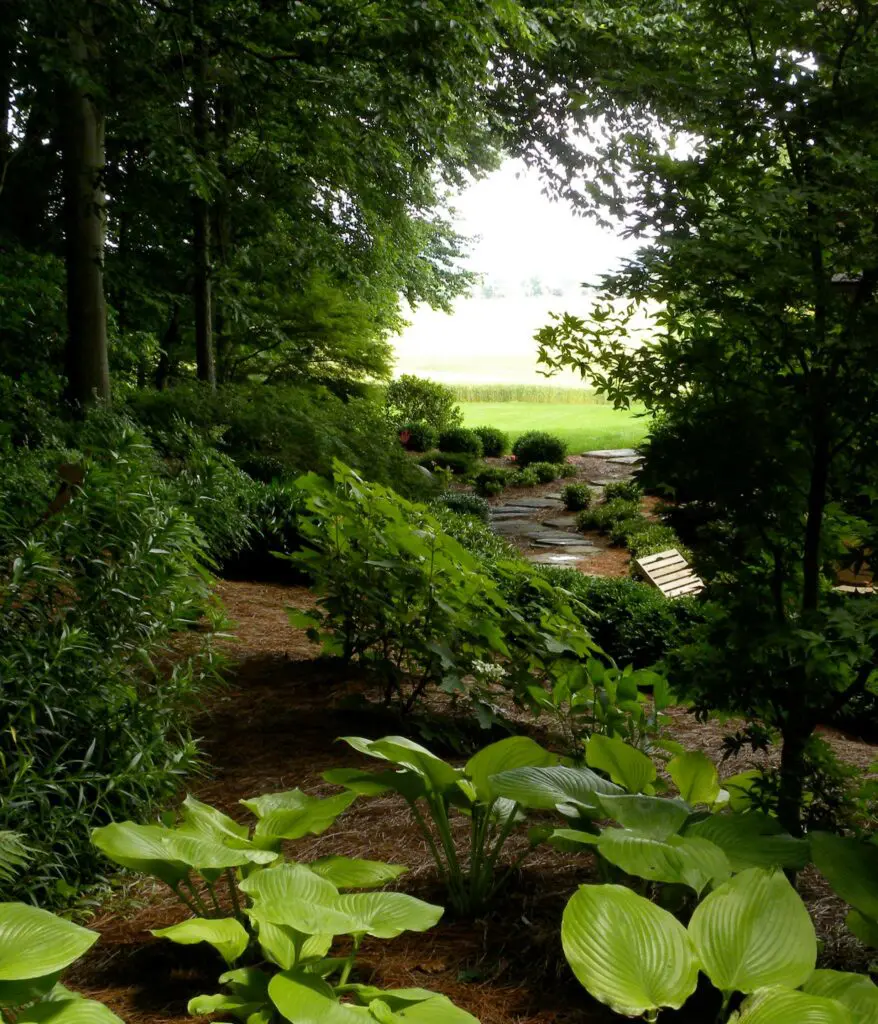 Woodland And Shade Gardens 14 A Lush Garden Path With Various Green Plants And Trees On Both Sides Leads To A Sunlit Open Field In The Distance. A Bench Is Partially Visible On The Right Side, Offering A Place To Sit And Enjoy The Serene, Natural Setting.