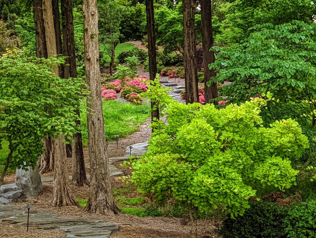 Woodland And Shade Gardens 15 A Serene Garden Scene With Tall Trees, A Winding Stone Pathway, Lush Green Foliage, And Vibrant Pink Flowers In The Background. The Pathway Leads Through The Trees, Inviting A Peaceful Stroll Amidst The Greenery And Blooming Plants.
