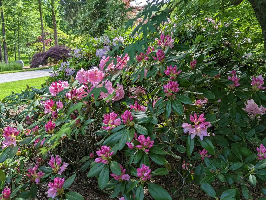 Woodland And Shade Gardens 13 A Lush Garden Features Numerous Blooming Pink And Purple Azaleas Amidst Green Foliage. In The Background, There'S A Path Surrounded By Trees And Vibrant Greenery, Indicating A Peaceful And Well-Maintained Natural Setting.