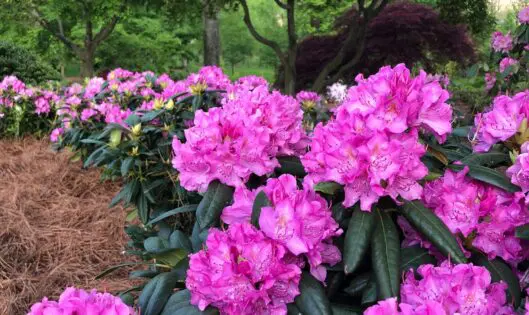 GARDENING & BEING IN A GARDEN_featured_image
