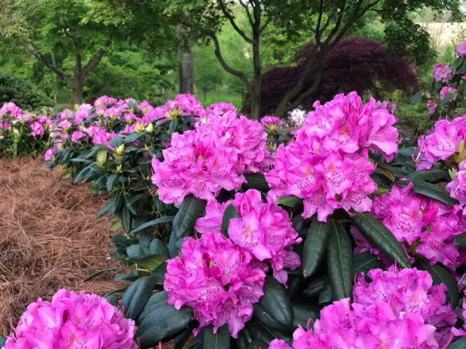 GARDENING & BEING IN A GARDEN_featured_image