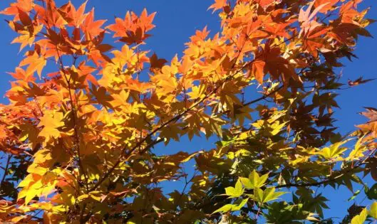 IN THE SPOTLIGHT . . . Acer japonicum ‘Mai Kujaku’_featured_image
