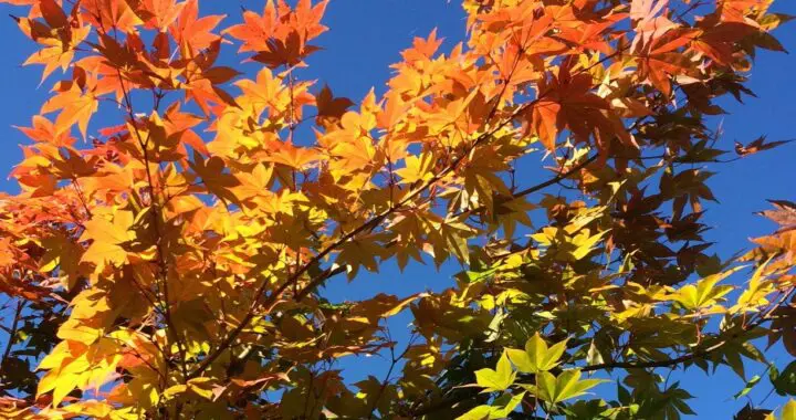 In The Spotlight . . . Acer Japonicum 'Mai Kujaku' 244261439 6492246790793106 4640958064679482919 N