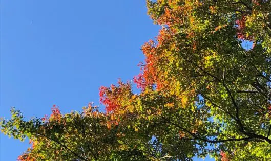 OCTOBER GLORY!_featured_image