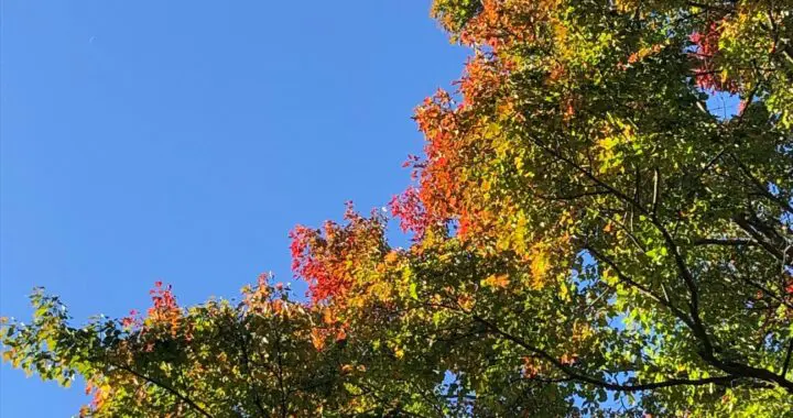 October Glory! 381383828 1021124088843304 1590848097855373538 N