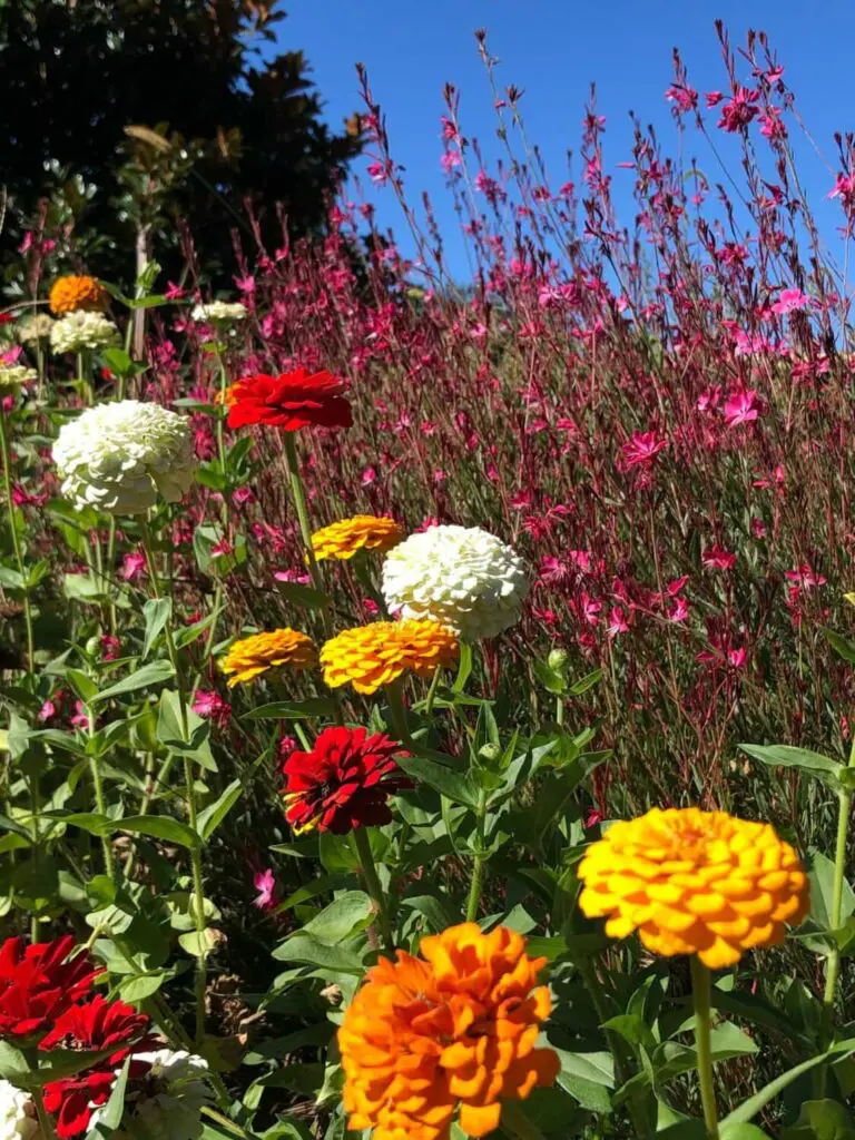 Flower Gardens 17 A Vibrant Garden Scene With A Variety Of Colorful Flowers Including Red, Orange, Yellow, And White Blossoms In The Foreground, Set Against A Backdrop Of Tall, Thin-Stemmed Pink Flowers. The Sky Is Clear And Blue.
