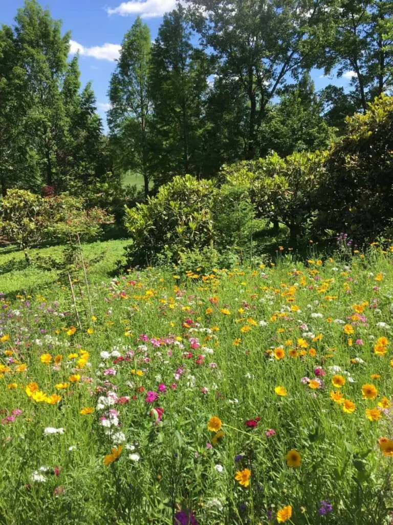 Flower Gardens 15 A Brightly Lit Meadow Filled With Various Wildflowers, Including Yellow, Pink, And White Blossoms, Against A Backdrop Of Lush, Green Trees With A Clear Blue Sky Overhead. The Scene Is Vibrant And Full Of Natural Beauty.