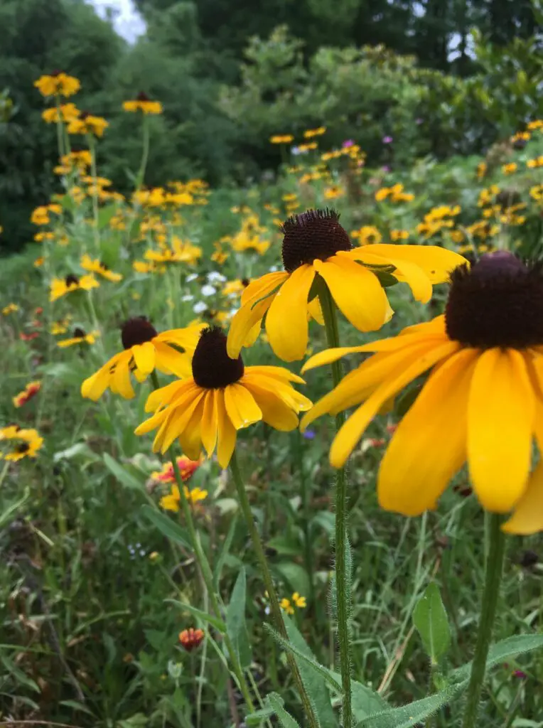 Flower Gardens 16 A Field Of Vibrant Yellow Coneflowers With Dark Brown Centers Blooms Abundantly. The Flowers Stand Tall Among Green Foliage, With More Blossoms And Greenery Visible In The Background, Creating A Lively And Colorful Outdoor Scene On A Sunny Day.