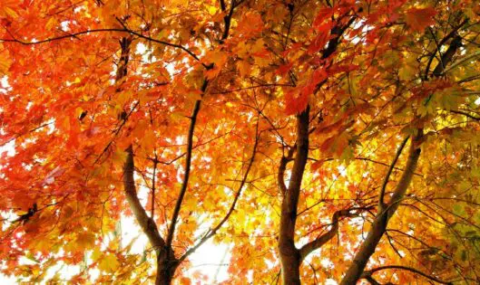 JAPANESE MAPLE_featured_image