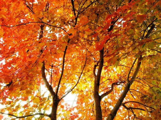 JAPANESE MAPLE_featured_image