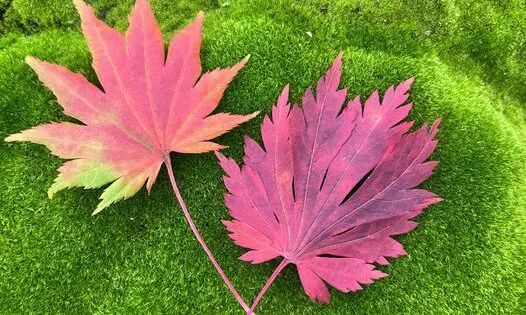 AUTUMN…_featured_image