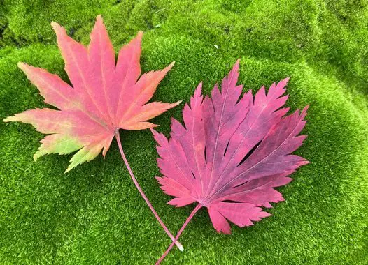 Autumn... 395473858 1043380673284312 5396518696921379130 N