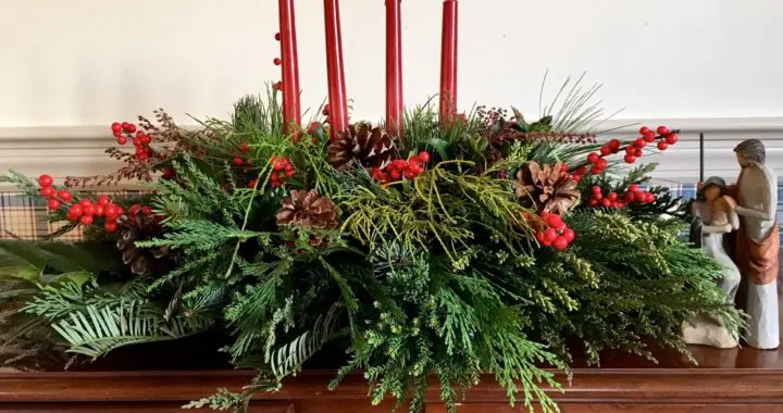 Beauty From The Garden, Even In December! 398549402 1047967386158974 6408515513512066462 N