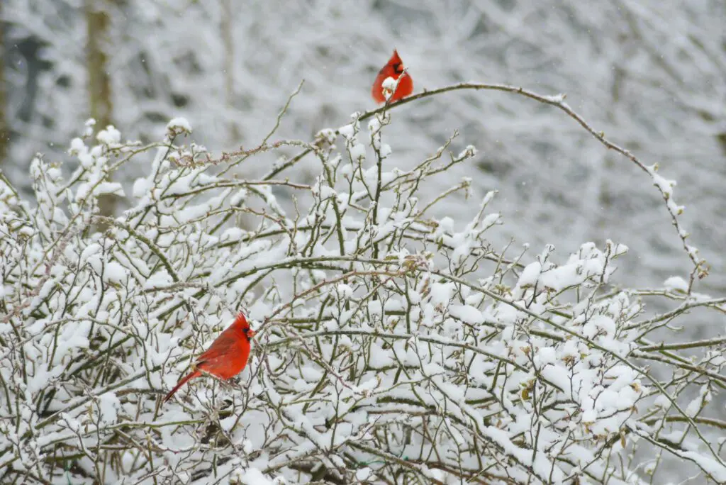 Garden Delights - Even In Winter 398487746 1047964779492568 1238388975210619704 N