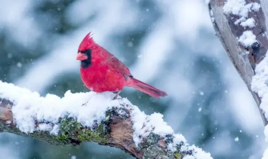 GARDEN DELIGHTS – EVEN IN WINTER_featured_image