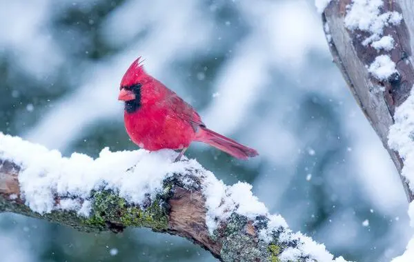 Garden Delights - Even In Winter 5 Garden Delights - Even In Winter 398731939 1047964666159246 250655773475798804 N