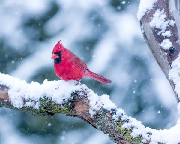 Garden Delights - Even In Winter 8 Garden Delights - Even In Winter 398731939 1047964666159246 250655773475798804 N