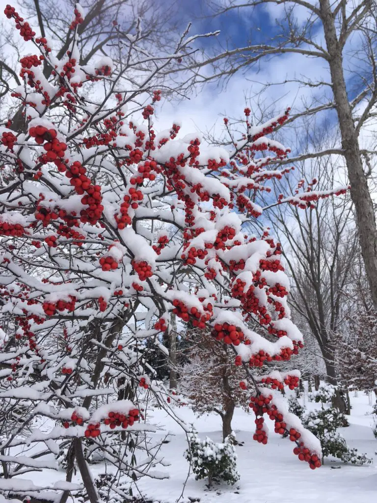 Garden Delights - Even In Winter 7 Garden Delights - Even In Winter 399807943 1047964909492555 6686848664786250947 N