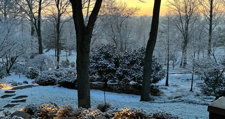 Gardening In January 401845667 1055393428749703 2471391594127366664 N