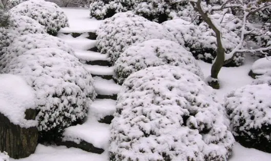 JANUARY MORN_featured_image