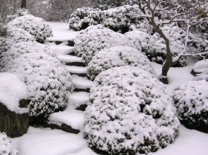 JANUARY MORN_featured_image