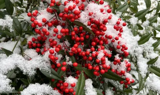SEASONAL DECORATIONS_featured_image