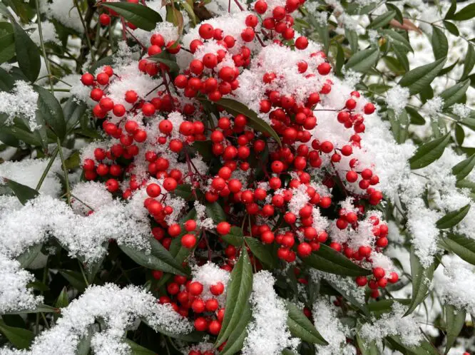 SEASONAL DECORATIONS_featured_image
