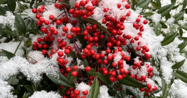 Seasonal Decorations 3 Seasonal Decorations 407911440 1066655107623535 8989515265722656995 N