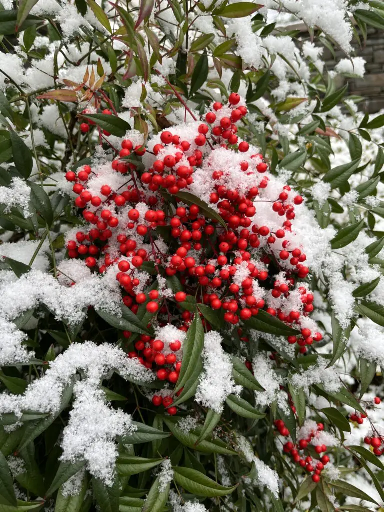 Seasonal Decorations 3 Seasonal Decorations 407911440 1066655107623535 8989515265722656995 N