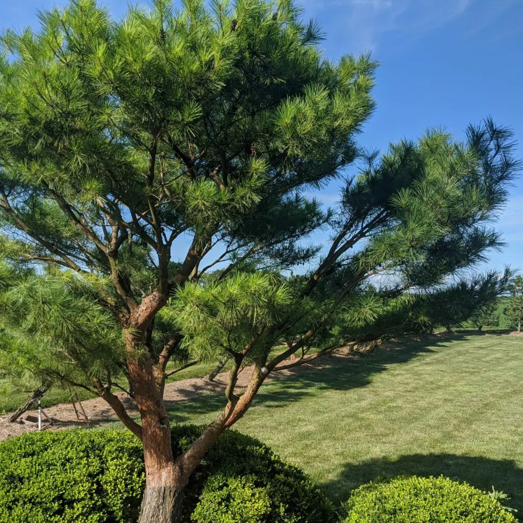 Ornamental Japanese Pine Trees 14 ‘Mai Kujaku’ Japanese Maple In Fall At Our Nursery, Manheim, Pa