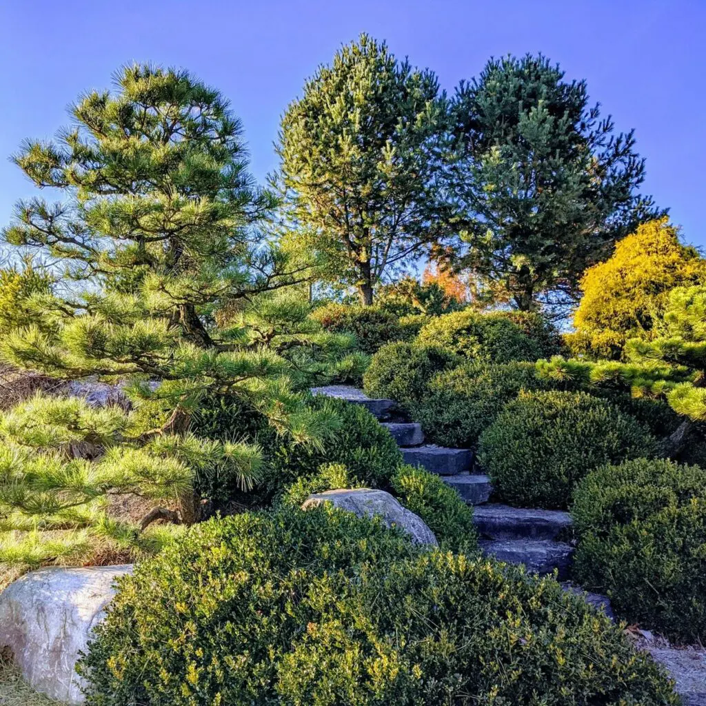 Ornamental Japanese Pine Trees 13 Brittany'S Hope - Lawn And Landscape Restoration Around Historic Farmhouse, Elizabethtown, Pa