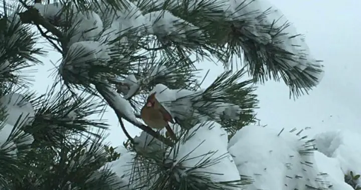 Thankful Thursday 415285566 1081058229516556 1682126654384166557 N