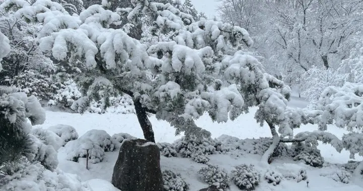 &Quot;Inside-Out&Quot; Garden Views . . . In Winter 428399771 1110164169939295 8491640061620644498 N