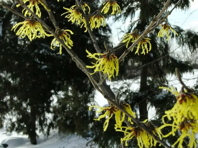 SPRING’S FIRST HERALD: HAMAMELIS ‘Arnold’s Promise’_featured_image