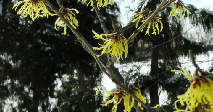 Spring'S First Herald: Hamamelis 'Arnold'S Promise' 425636955 1104280487194330 2921769978166317883 N