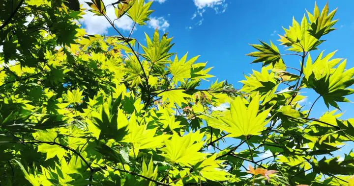 Happy Green Day! 432008239 1129484518007260 7420046553466235721 N