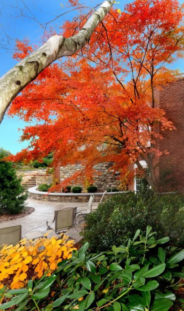 Green Japanese Maple In Fall