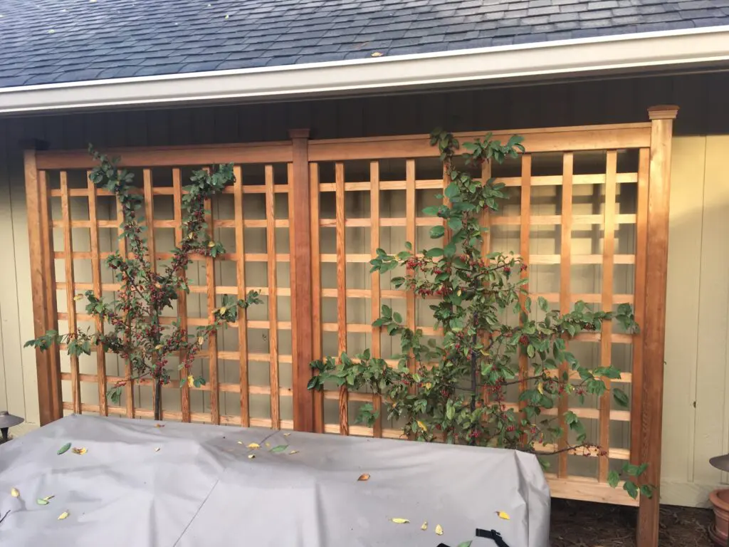 Garden Structures 16 A Wooden Lattice Trellis With Two Espaliered Plants Growing On It Is Set Against The Side Of A Building With Beige Siding. The Trellis Is Divided Into Two Sections By A Central Post. In The Foreground Is A Covered Patio Table.