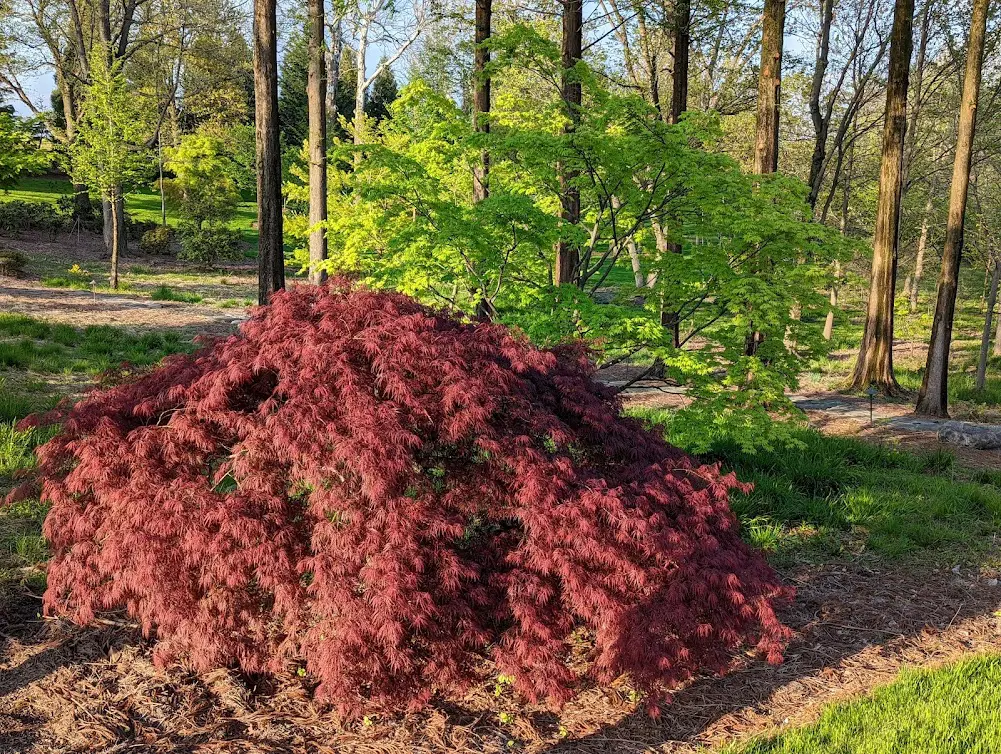 ‘Inaba Shidare' Weeping Japanese Maple With Green Upright Japanese Maple. Manheim, Pa