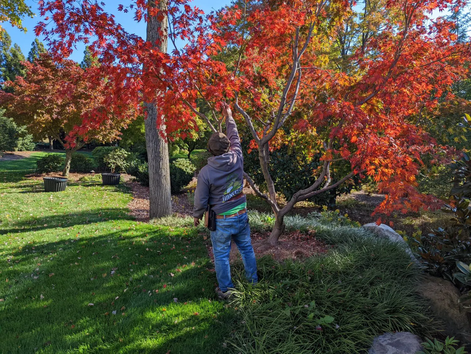 Professional Tree And Shrub Pruning Services (Ian) Pr08 Scaled