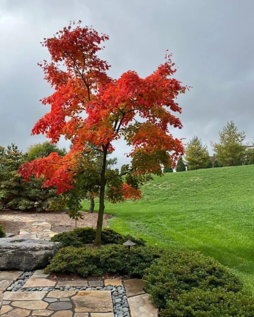 'Palmatifolium' Japanese Maple In Fall, Manheim, Pa