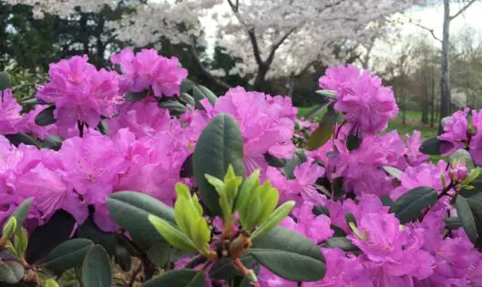 The Life of The (Spring) Party: P.J.M. Rhododendron_featured_image